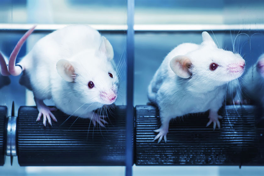 Weight gain in lab mice