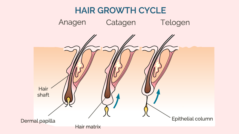 hair cycles