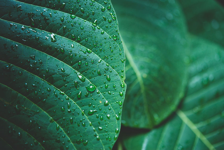 rain water on green leaf
