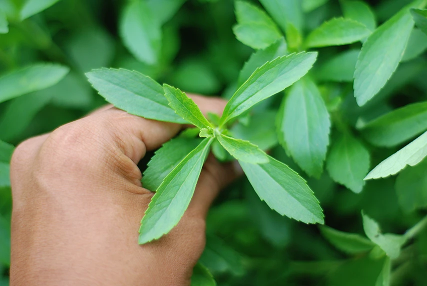 What Is Stevia