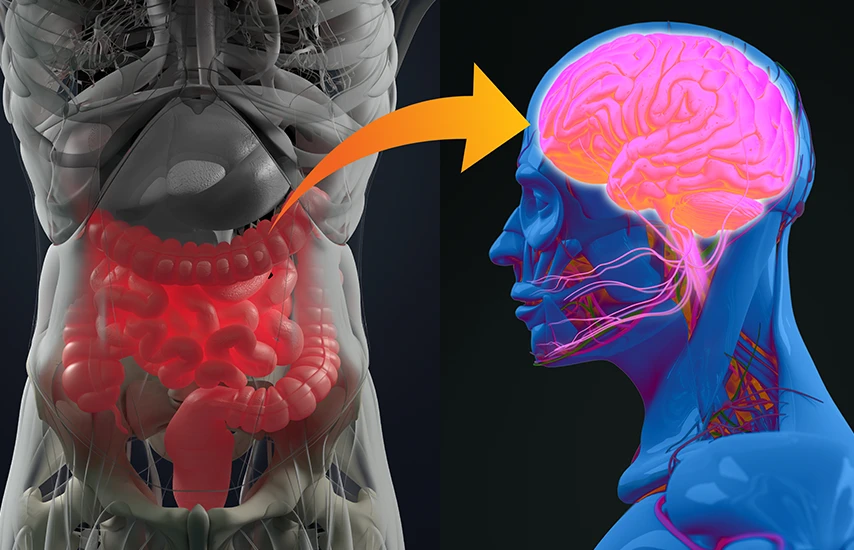 The Gut-Brain Connection - More Than Just a Gut Feeling